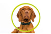 Mobile Origin AirTag Pet Collar, black
