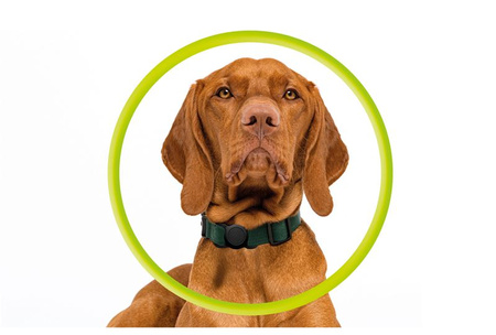 Mobile Origin AirTag Pet Collar, black