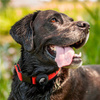 Spigen Pet Collar, black - AirTag
