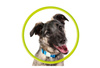 Mobile Origin AirTag Pet Collar, luminous green